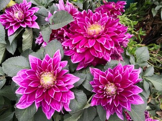 pink dahlia flower blooming in flower pot