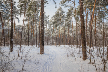 Fototapeta premium Winter pine forest on a cold sunny day. Winter forest with snow on trees and floor. A path in the snow leads to the forest