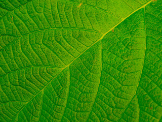 green leaf texture