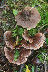 Zoned tooth fungus, scientific name Hydnellum concrescens, wild mushroom from Finland