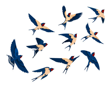 Flying bird various view collection set. Flock of swallows isolated on white background. Vector illustration for nature, wildlife, animal, ornithology concept