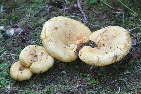 Spotted milkcap, scientific name Lactarius scrobiculatus,  wild mushroom from Finland