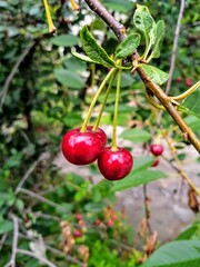 cherries in the garden