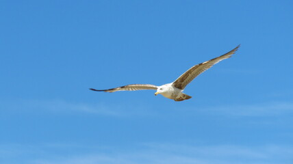 seagull in flight