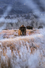 Bison in Theodore Roosevelt National Park, North Dakota!