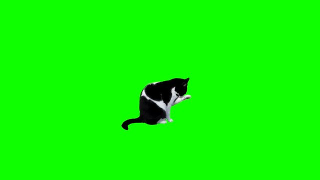 A cat cleaning itself, seamless loop with a cat isolated on the green background