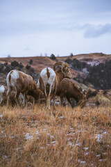 Rams in Theodore Roosevelt National Park, North Dakota!