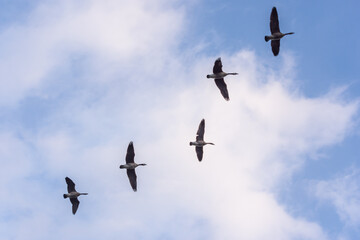 Canadian Geese
