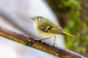 Ruby-Crowned Kinglet