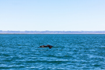 Obraz premium Desert Roadtrip