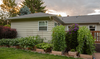 Home vegetable garden in suburban setting