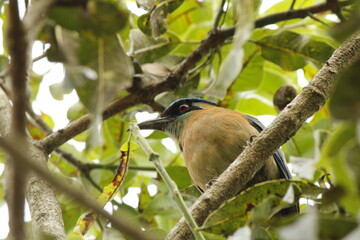 Momoto Comun o Pajaro Bobo