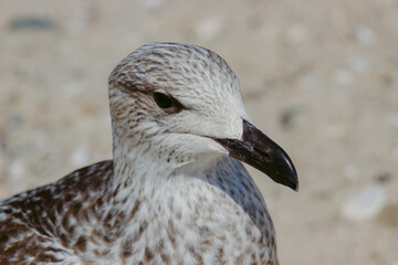 The Hamptons, Long Island, New York