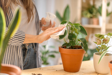Woman gardeners cleans and cares for the leaves of a plant in ceramic pots on the wooden table....
