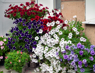 Petunia of different varieties and colors grows near the wall of the house, partially covering it. Natural colorful background with petunia flowers.