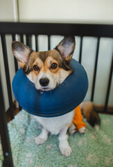 Welsh corgi dog after a knee surgery wearning an dog inflatable collar, staying in a crate 