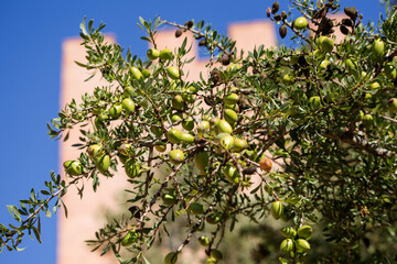 Fototapeta na wymiar Fresh argan fruits on a branch