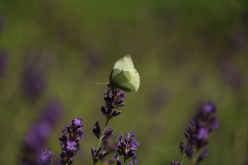 Buterfly cabbage butterfly on flower, macro. Pieris brassicae pollinating lavender in the garden.