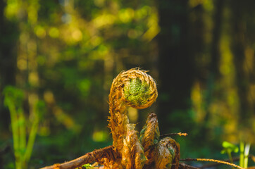 Fern sprout in spring forest.