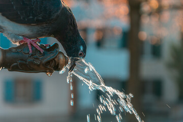 Fototapeta na wymiar dove drinking from a fountain in the park