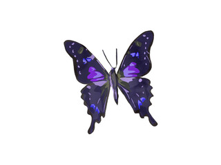 Purple butterfly illustration isolated on white Background