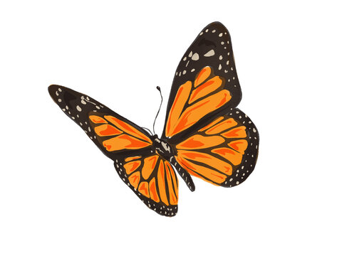 Orange Monarch butterfly Illustration, Butterfly drawing Watercolor JPEG isolated on white Background