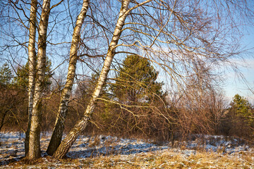 Fototapeta na wymiar zimowe drzewa , łąka 