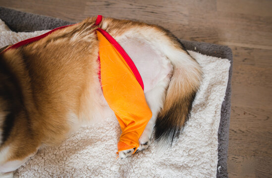 welsh corgi pembroke dog after a CCL sugery, tplo (tibia plateau leveling osteotomy)