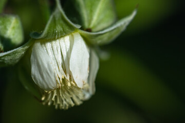 fleurs de framboisier