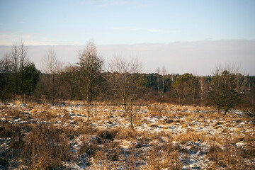 zimowe drzewa , łąka  © Marcin Łazarczyk