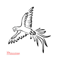 Macaw parrot in flight vector cartoon illustration. Black and white silhouette, outline. Tropical bird icon.