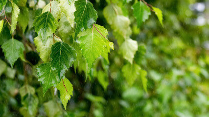 Wet birch leaves during the rain on a blurred background