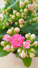 Bright pink kalanchoe flowers, houseplant. Mobile photo