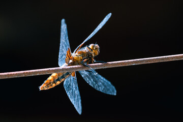 Libellule sur un fil de fer © Pyc Assaut