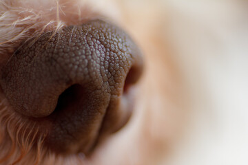 Nase eines kleinen Hund in Großaufnahme Close up