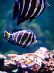Obraz na płótnie Canvas two black and white striped surgeonfish