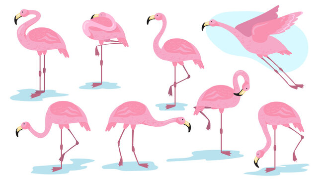 Pink flamingo bird in different poses flat set for web design. Cartoon flamingo standing, flying and resting isolated vector illustration collection. Vacation, wildlife and animals concept