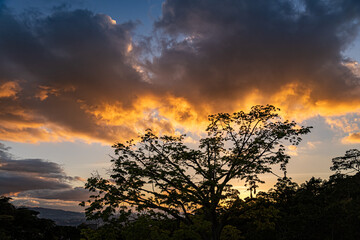 Naklejka na ściany i meble Beautiful and colorful sunset behind a tree. Background landscape