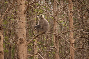 the grey langoor in the tree