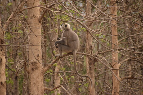the grey langoor in the tree