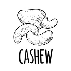 Cashew nut with fetus. Vector engraving black vintage illustration