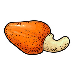 Cashew nut with fetus. Vector engraving black vintage illustration