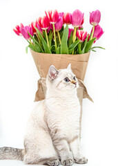 white cat of british breed with a bouquet of pink tulips wrapped in paper for a gift on a white isolated background