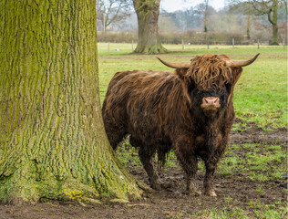 A brown, matriarch, Highland cow peers around a tree in a field near Market Harborough
