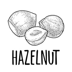 Set whole and half nut seed. Vector black engraving vintage illustration. I