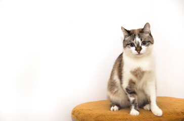 A spotted cat on a white background. A beautiful tricolor kitten. A mongrel cat with blue eyes.