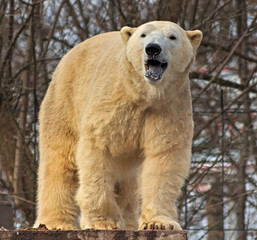 The polar bear. Warsaw ZOO