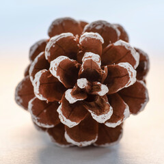 Close-up of a brown and white pine cone with snow
