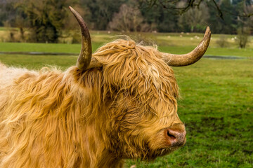 A close up side profile of a blond, matriarch, Highland cow in a field near Market Harborough, UK