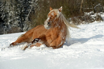 Goldenes Pferd im Schnee